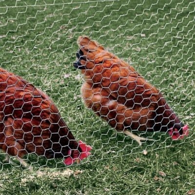 12M PVC Galvanized Hexagonal Wire Netting mesh For Poultry Farm